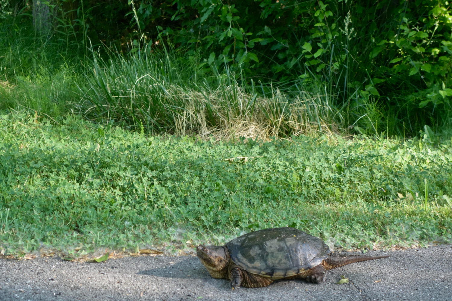 Mama snapping turtle looking for a place to lay her eggs at Conifer and Hoffman in Rochester, New York.