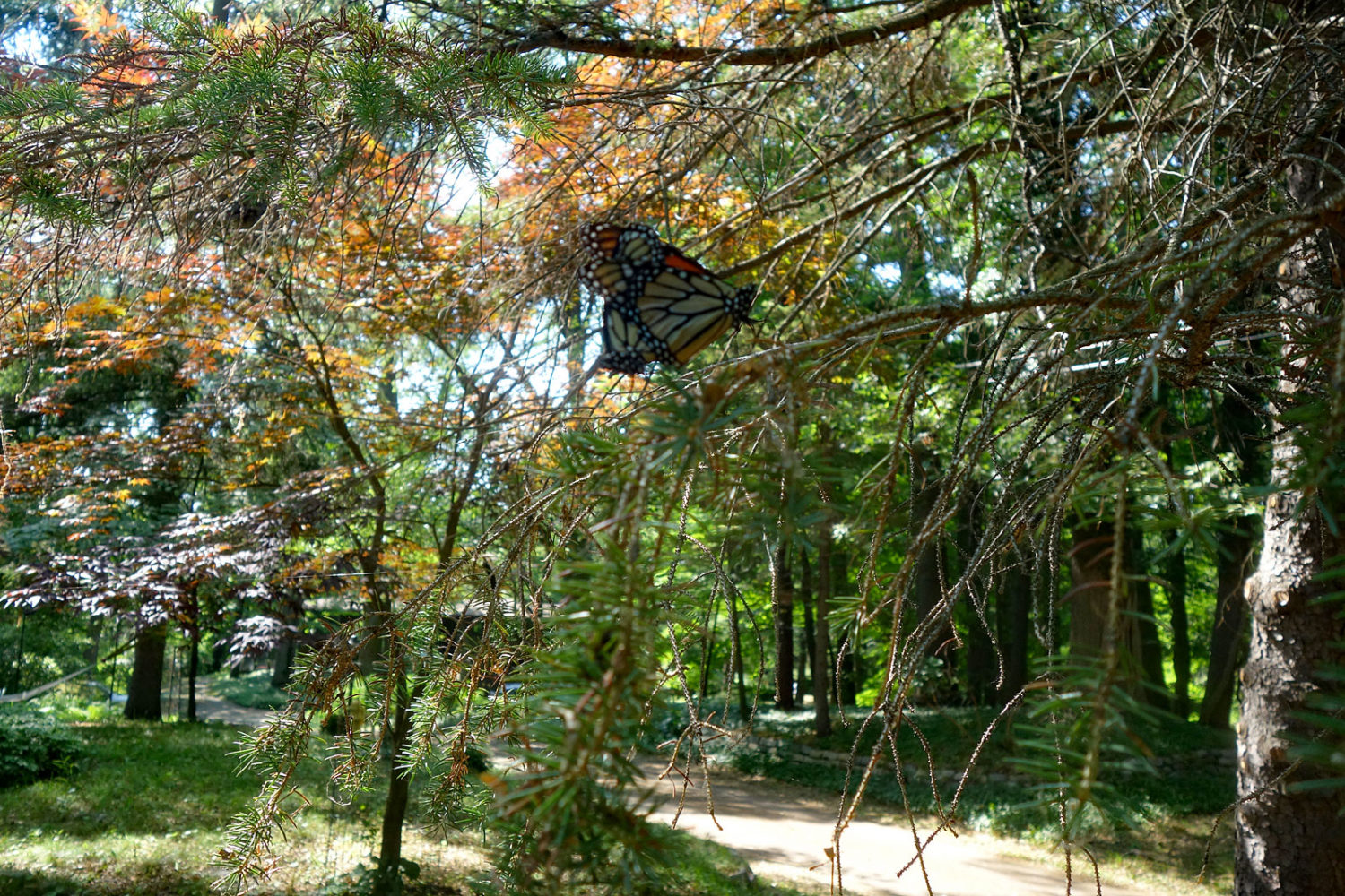 Two Monarch butterflies mating