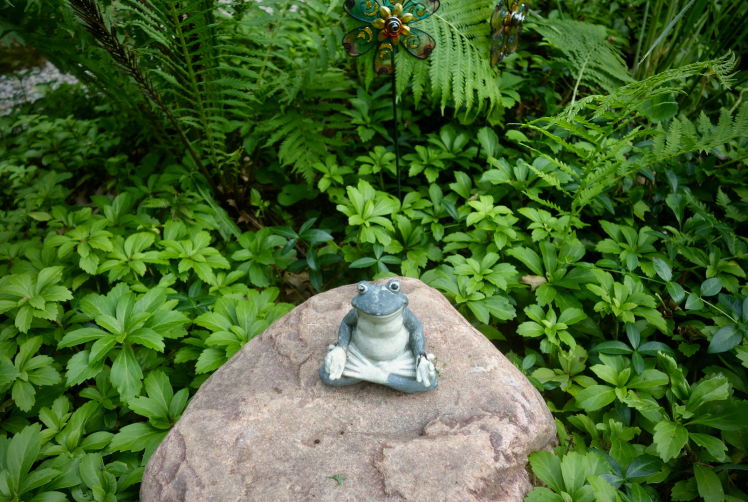 Sue's frog meditating in our neighbor's fish pond