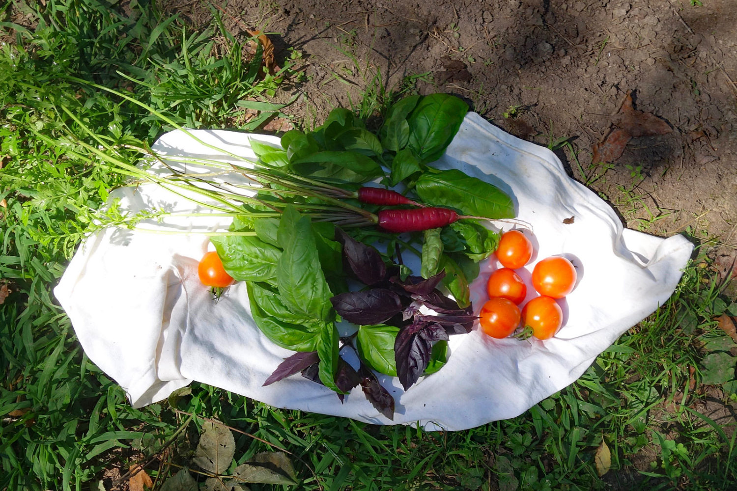 Carrots, tomatoes and basil from garden on my t-shirt