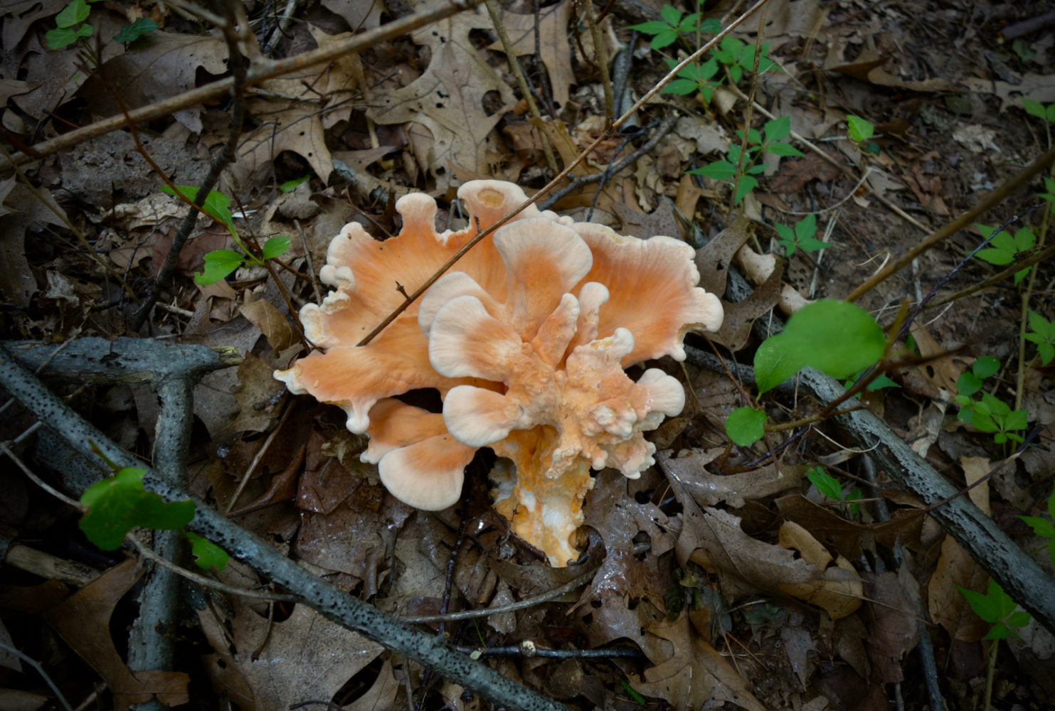 Chicken Mushroom on the ridge trail through Durand Eastman