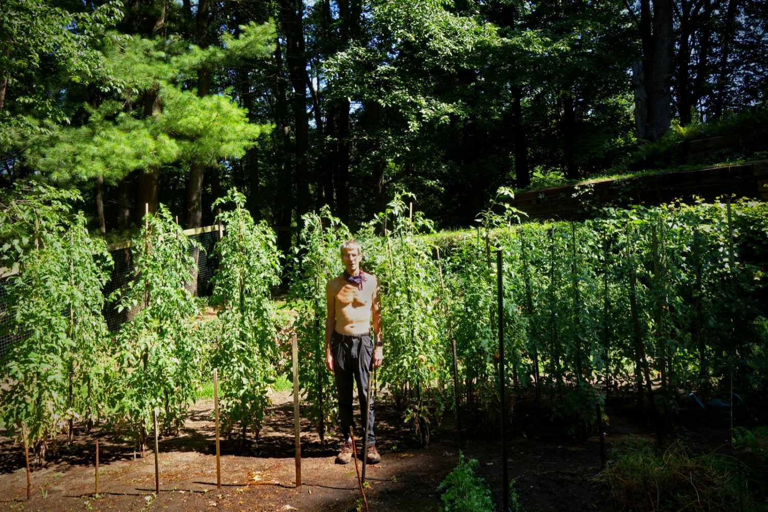 Paul as gauge of height of tomato plant. Photo by Peggi Fournier.