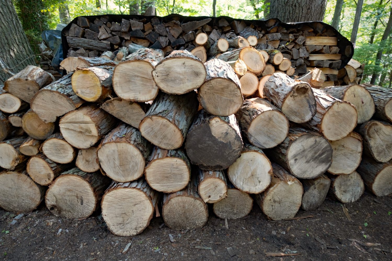 Front view of our wood pile, August 2020