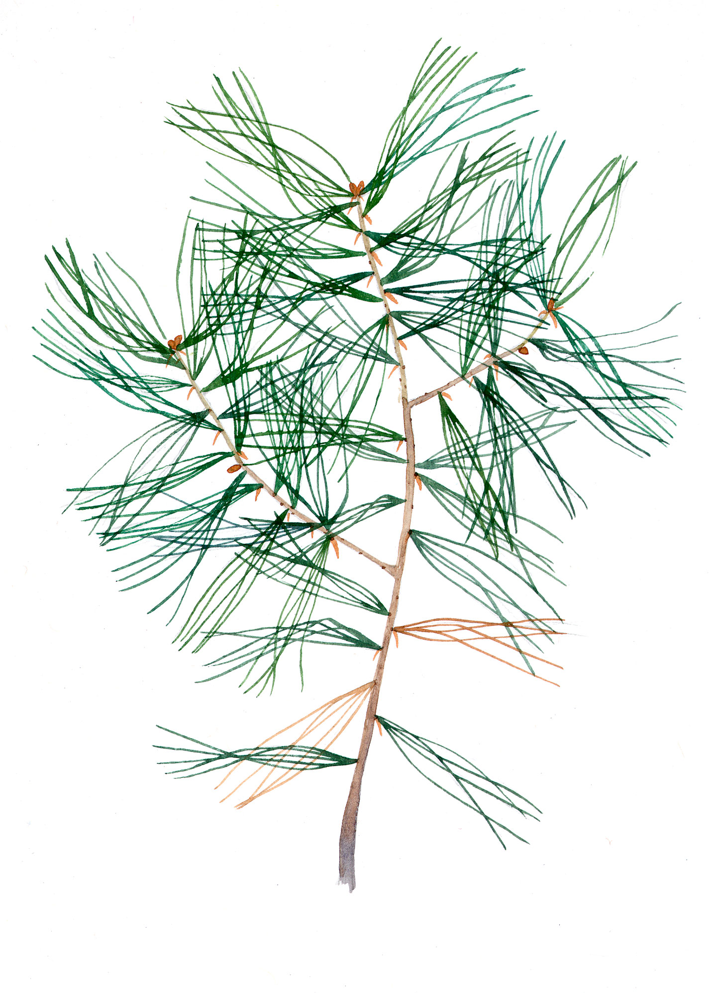 White Pine seedling (Pinus strobus)