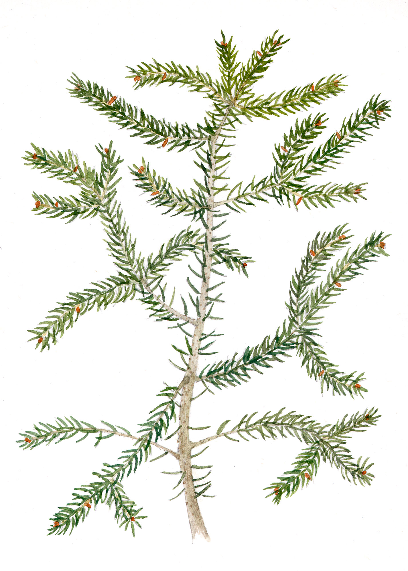 Spruce seedling (Picea rubens)