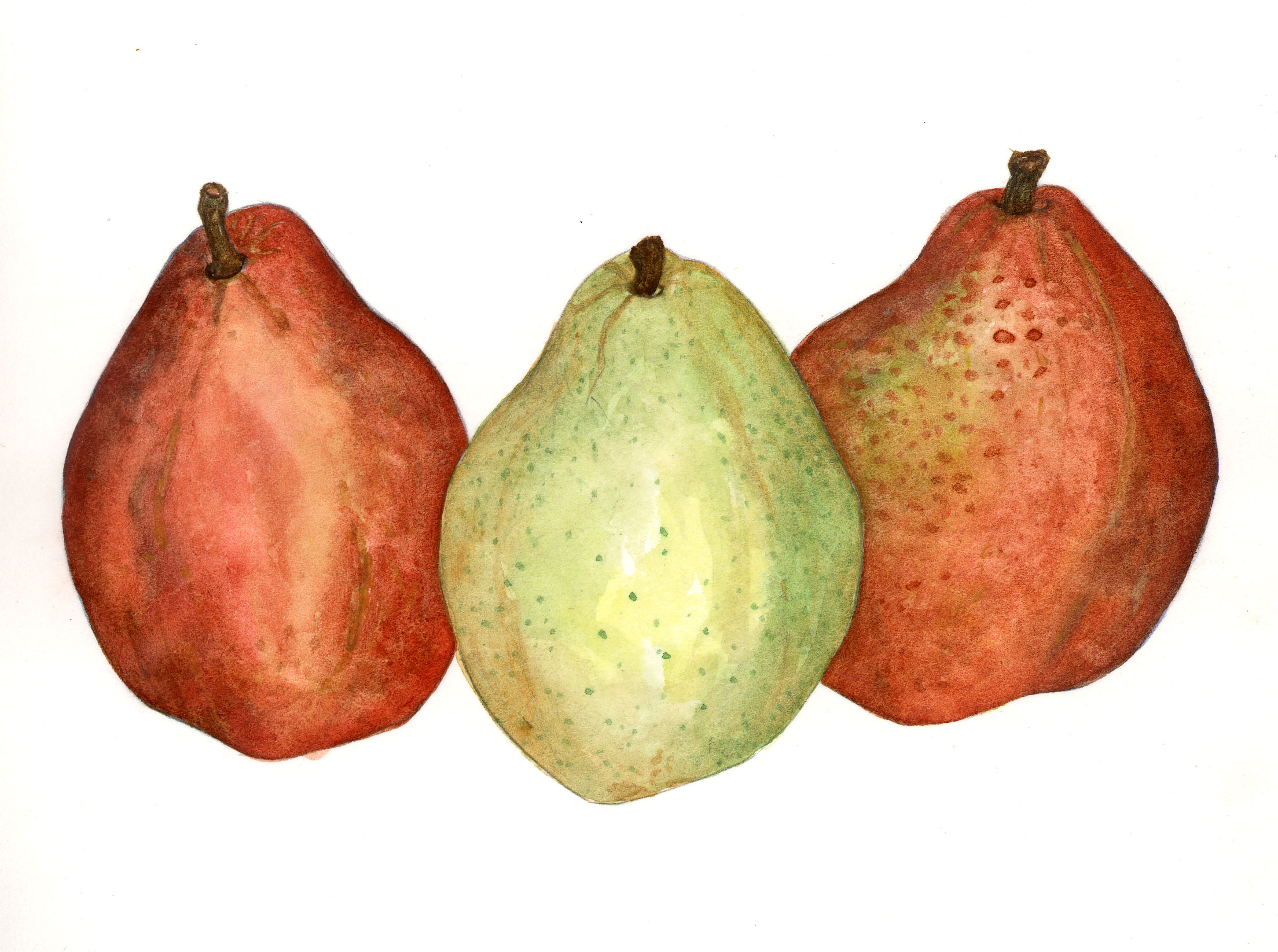 Red & Green Anjou Pears (Pyrus comminus)