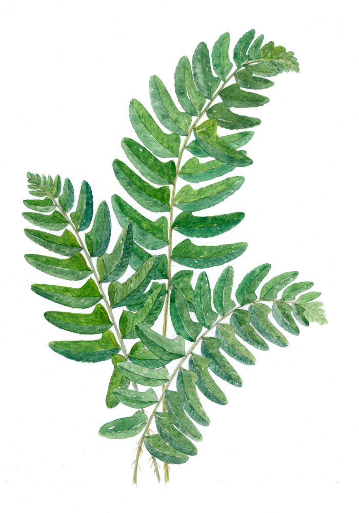 Christmas fern (Polystichum acrostichoides)
