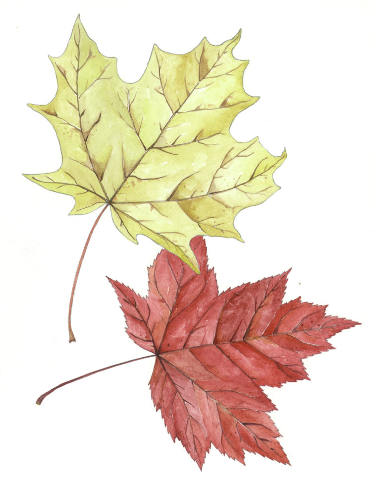 Sugar Maple (Acer saccharum) and Red Maple (A. rubrum)