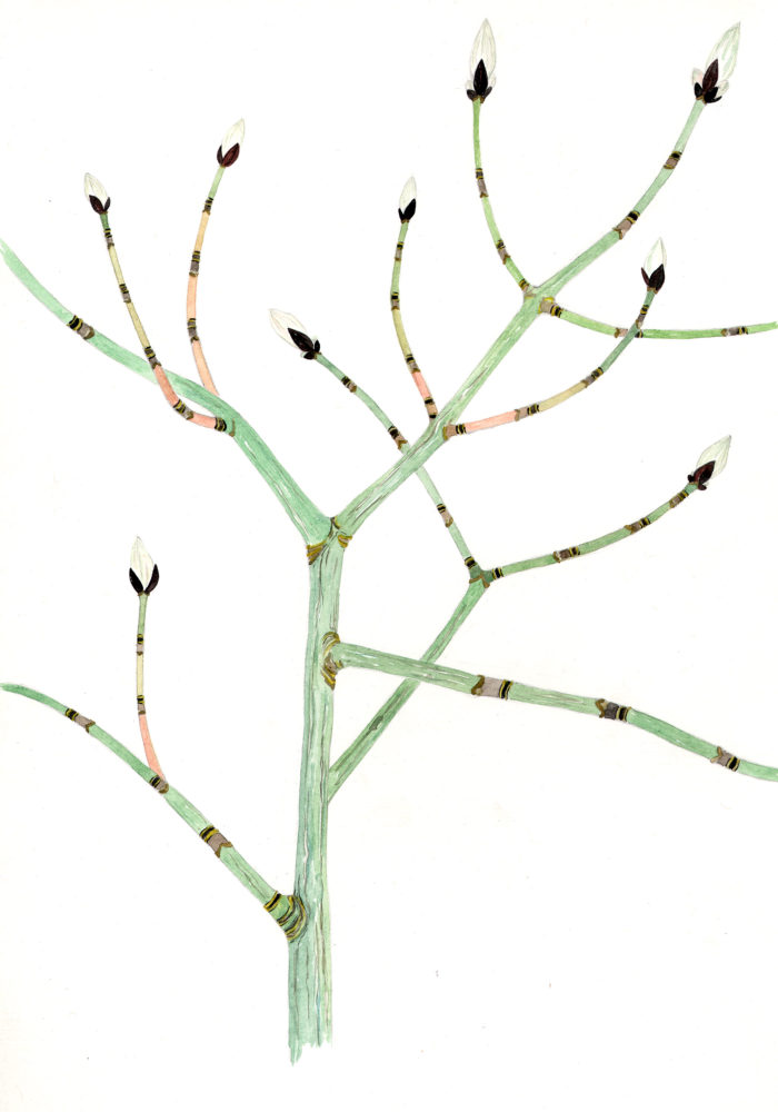 Striped Maple (Acer pensylvanicum)
