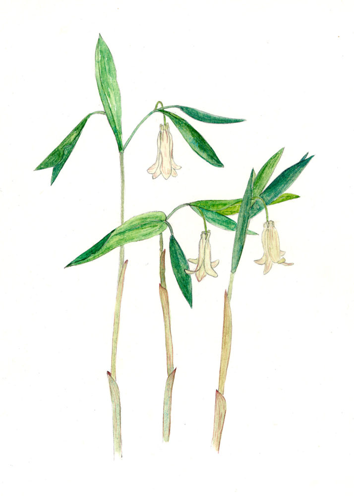 Wild Oats (Uvularia perfoliata)