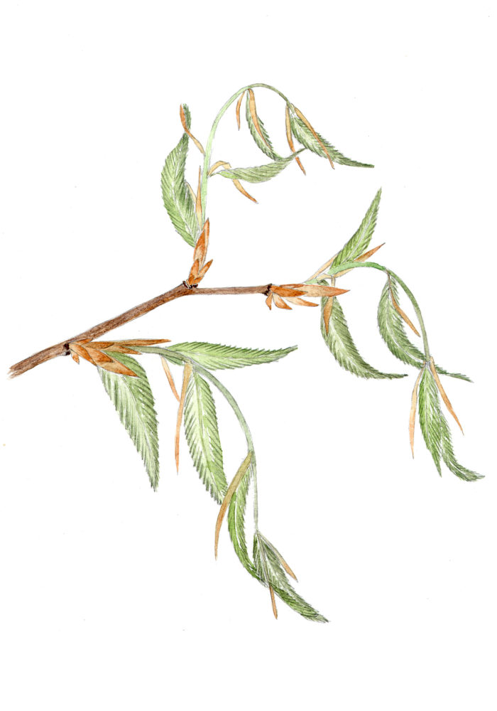 Beech Tree Buds (Fagus grandifolia)