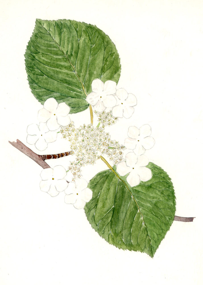 Hobblebush (Viburnum alnifolium or V. lantanoides)