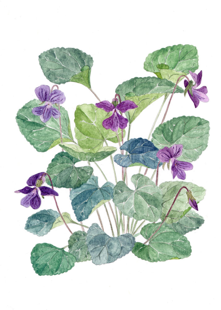 Violets (Viola spp.)