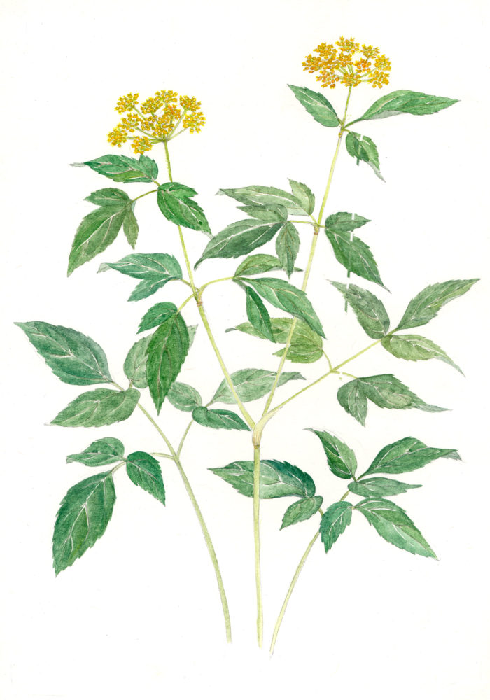 Golden Alexanders (Zizia aurea)