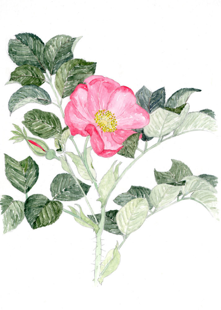 Wild Rose (Rosa rugosa)