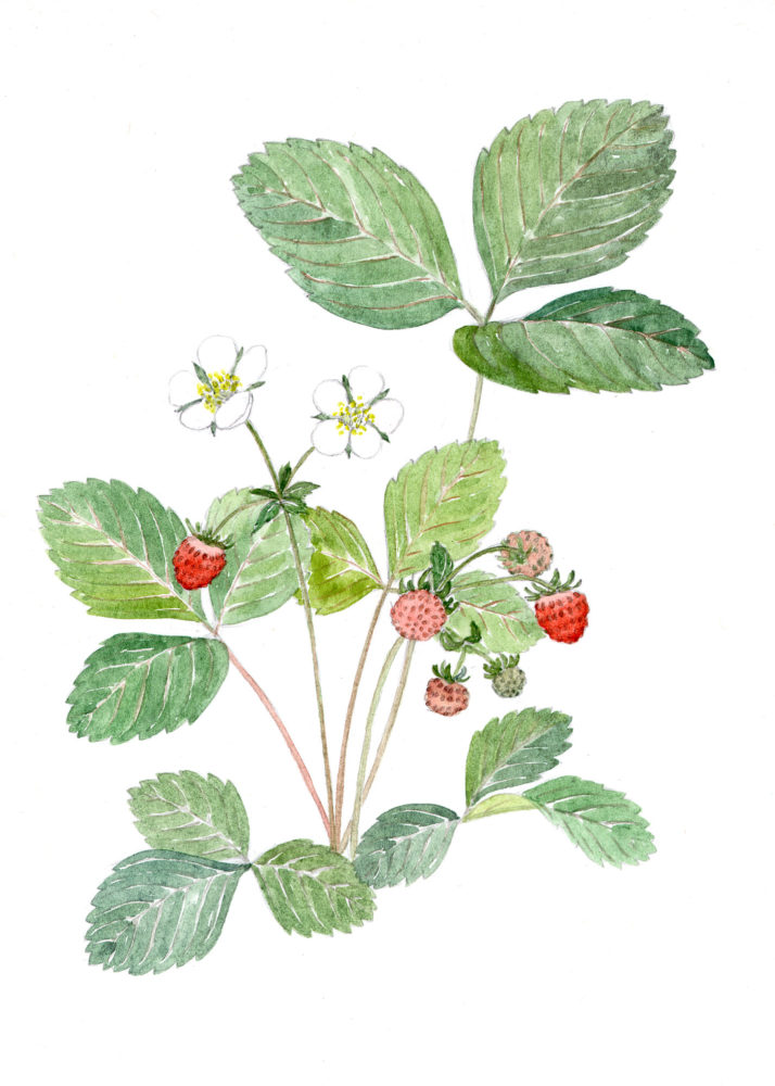 Wild Strawberry (Fragaria virginiana)