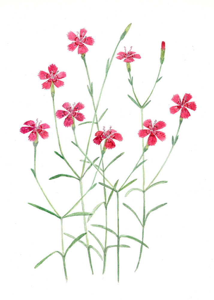 Wild pinks (Dianthus spp.)