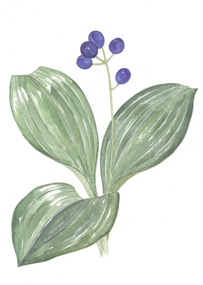 Blue Bead Lily (Clintonia borealis)