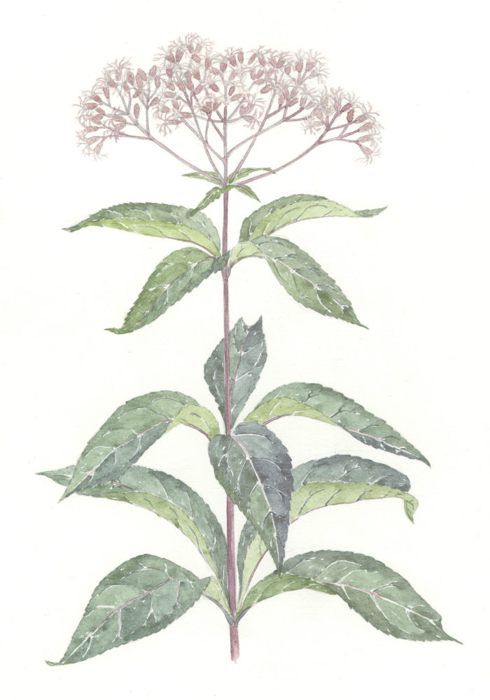 Joe-Pye Weed (Eupatorium maculatum)