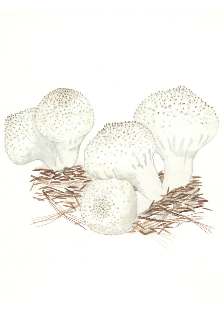 Gem Puffballs (Lycoperdon perlatum)