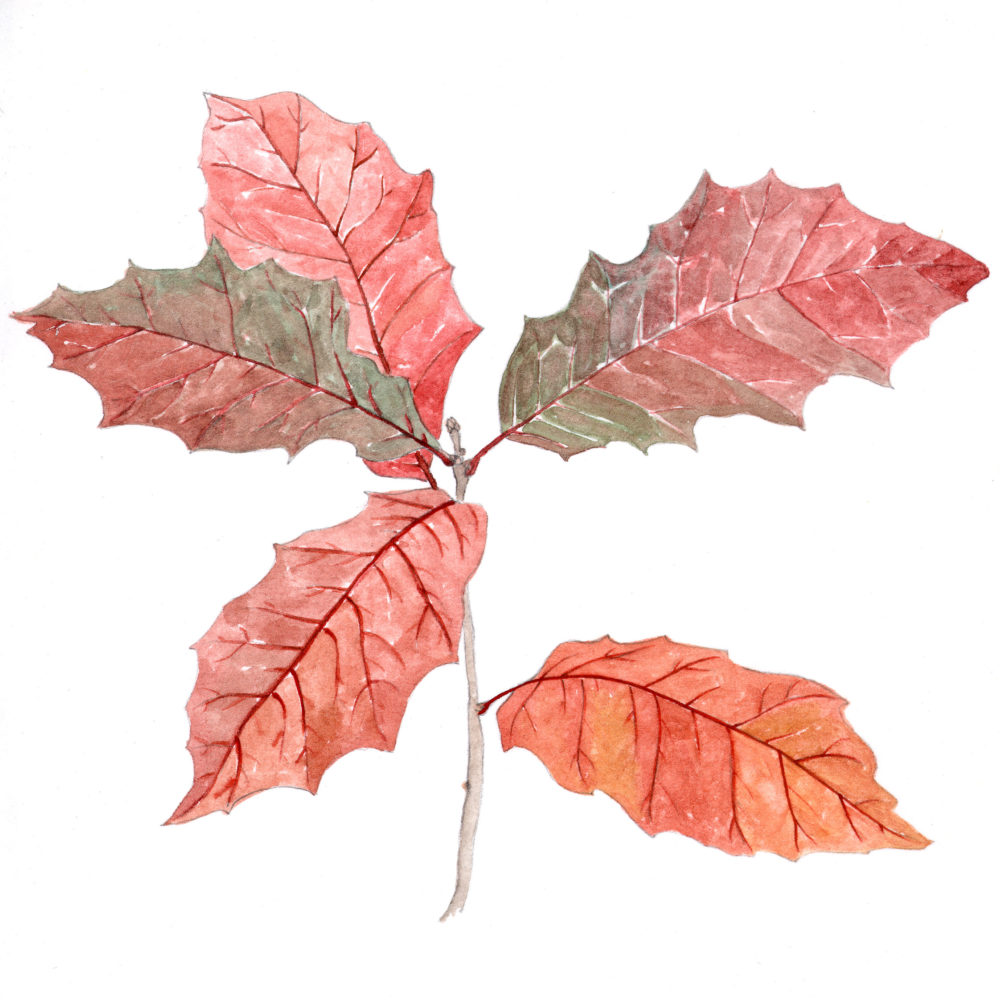 Red Oak Seedling (Quercus rubra)