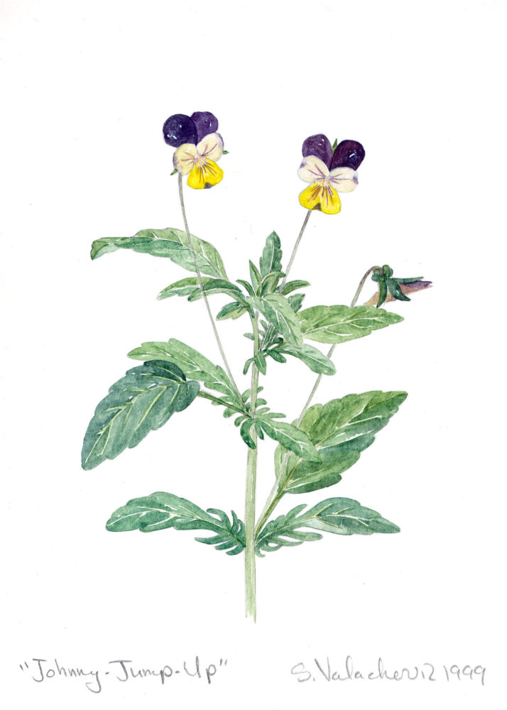 Johnny-Jump-ups (Viola tricolor)
