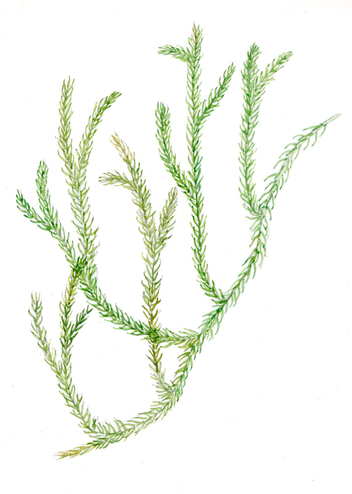 Staghorn Clubmoss (Lycopodium clavatum)