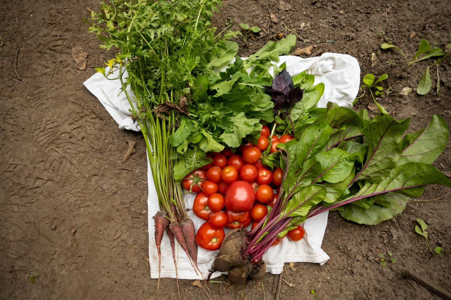 Beets, basil, tomatoes, carrots and arugula from garden on my t-shirt