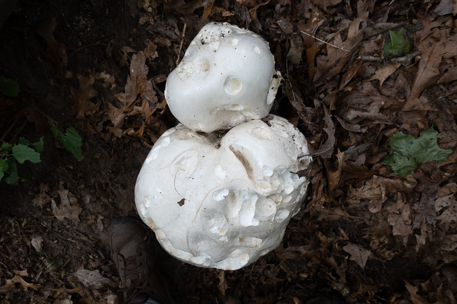 Giant Puffball in the woods after the rain. My size 12 shoe is in the photo to indicate scale.