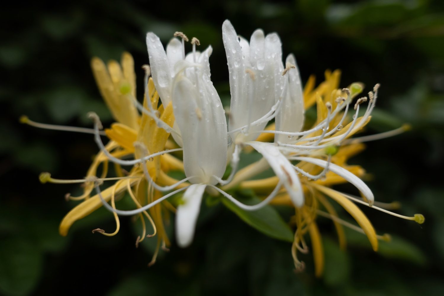 Japanese Honeysuckle on Hoffman Road. 