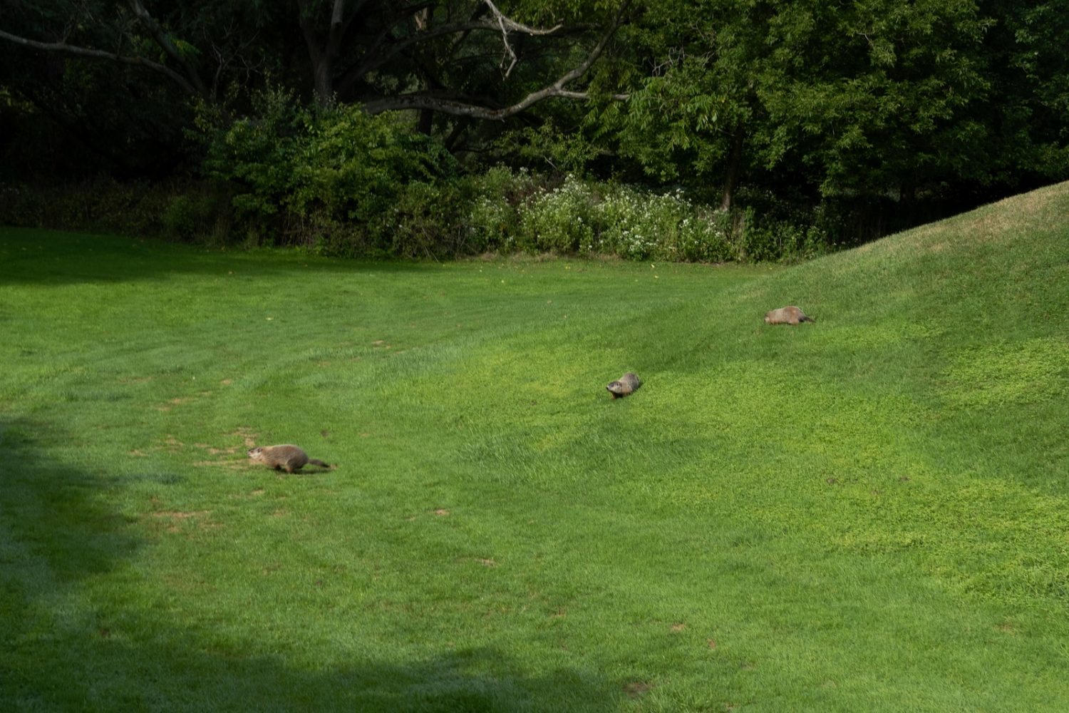 Three ground hogs on the golf course at Durand Eastman