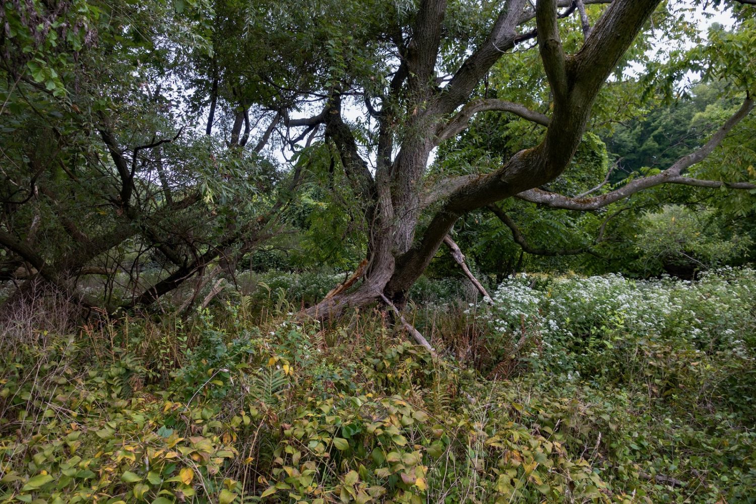 Tree at end of Hoffman Road in September