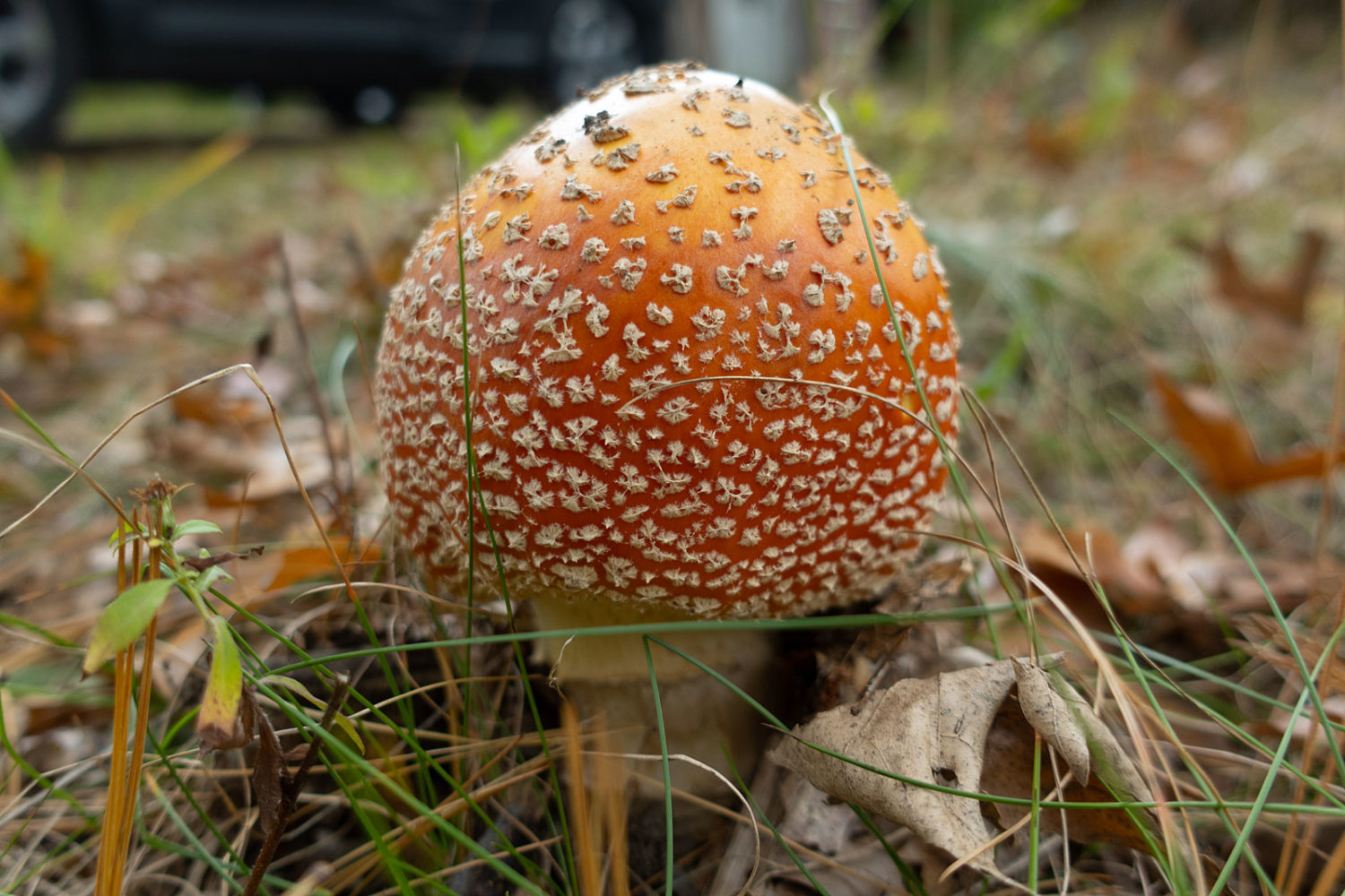 Amanita mushroom at Jeff and Mary Kaye's