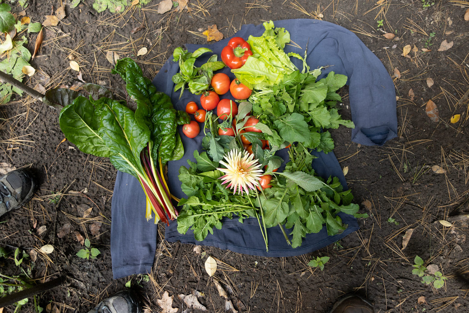 Bounty from our garden on October 5, 2020