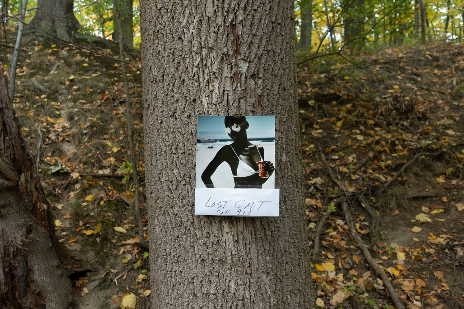 "Lost Cat Call 911" sign on Horseshoe Road