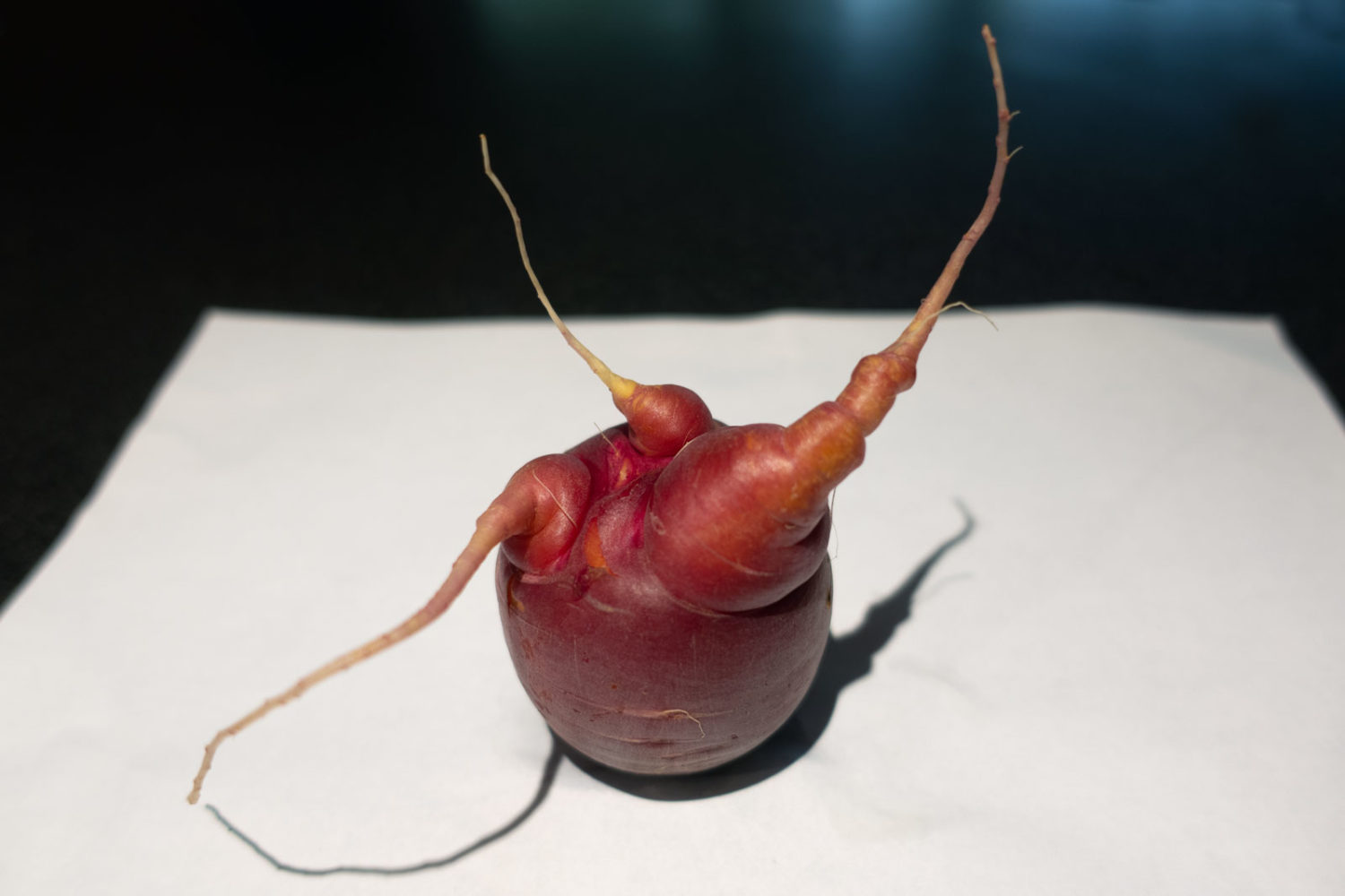 Triple homegrown carrot from Fruition Seeds