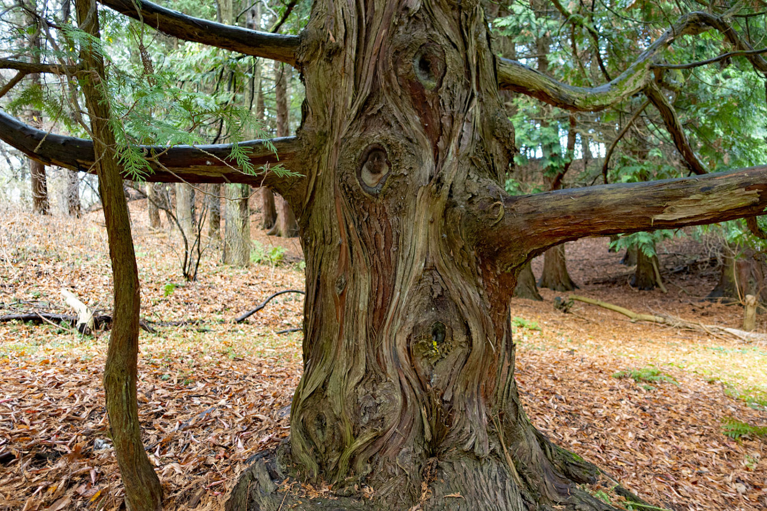 Friendly cedar in park near the trail up to the old zoo