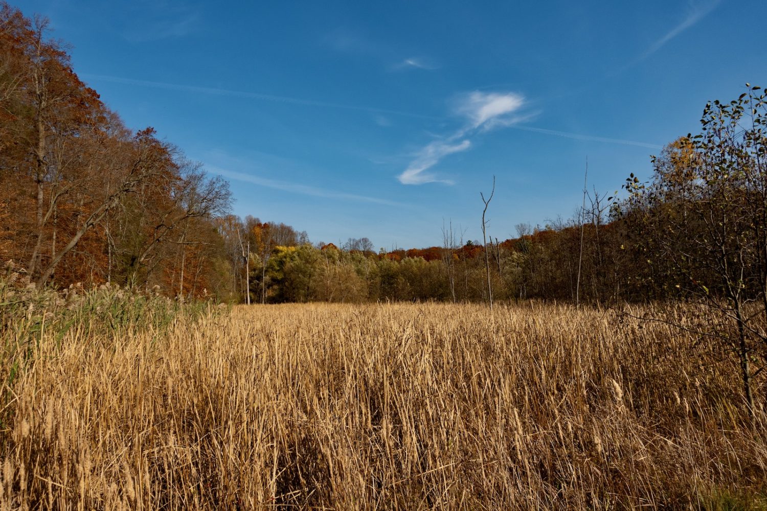 Hoffman Road marsh in November