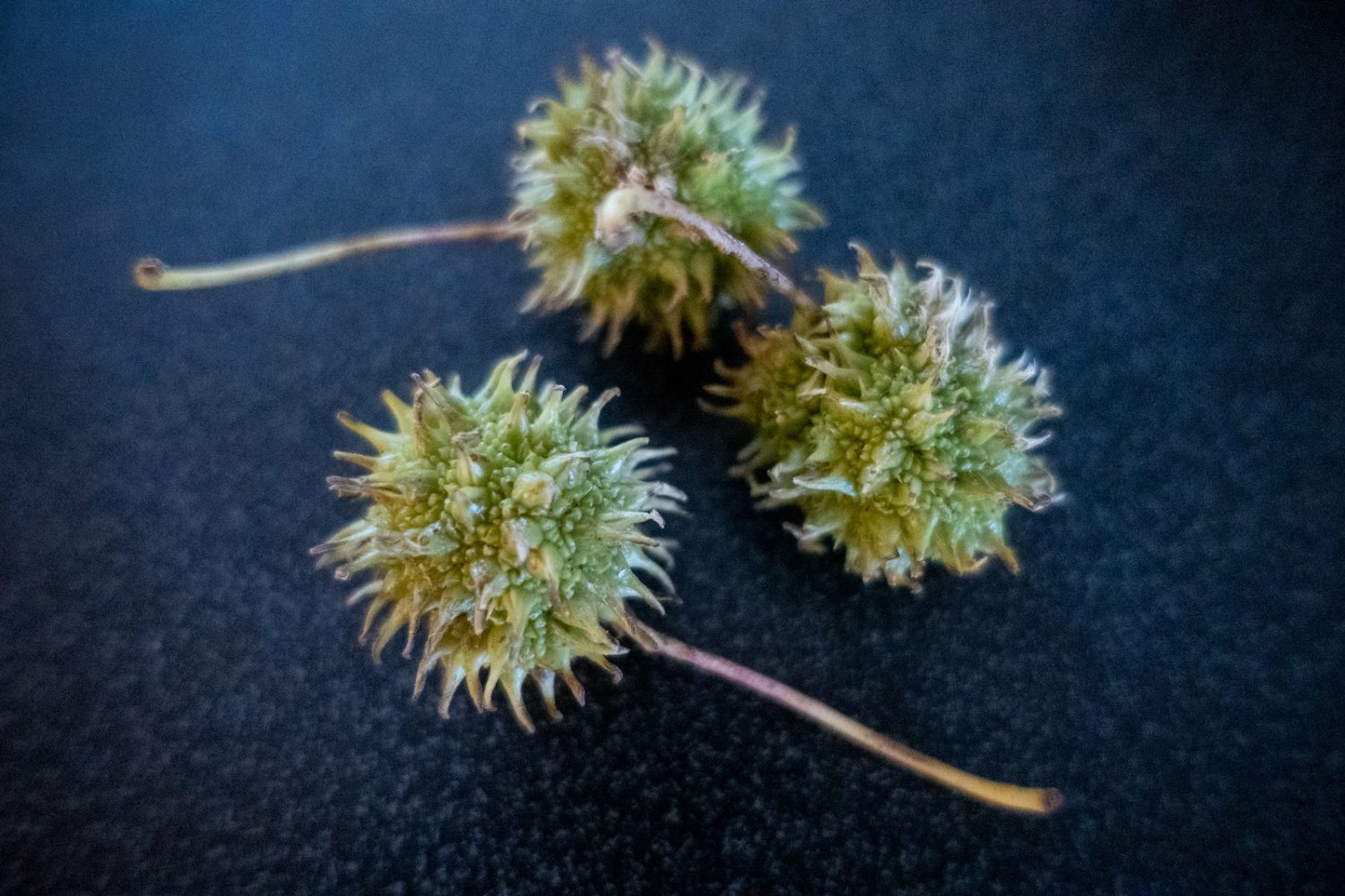 Sweet Gum seed pods from Horseshoe to Ridge Trail