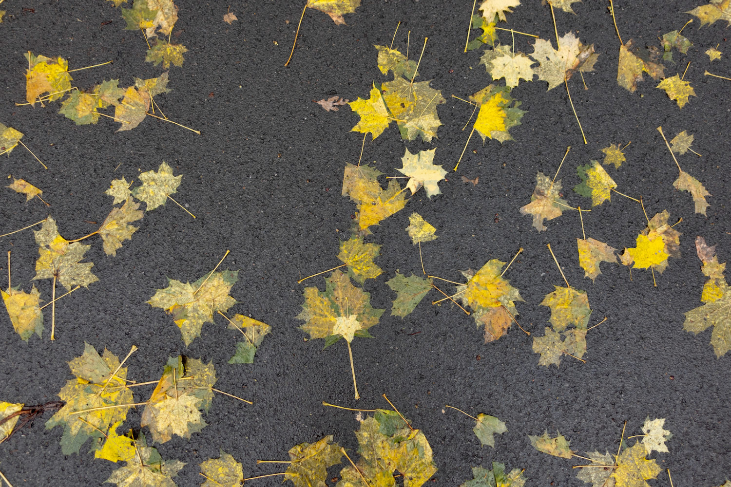 Flattened maple leaves on road out front