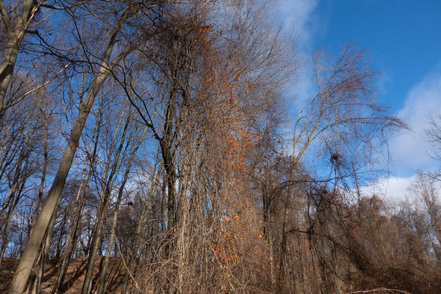 Bittersweet climbing up tall trees in Spring Valley