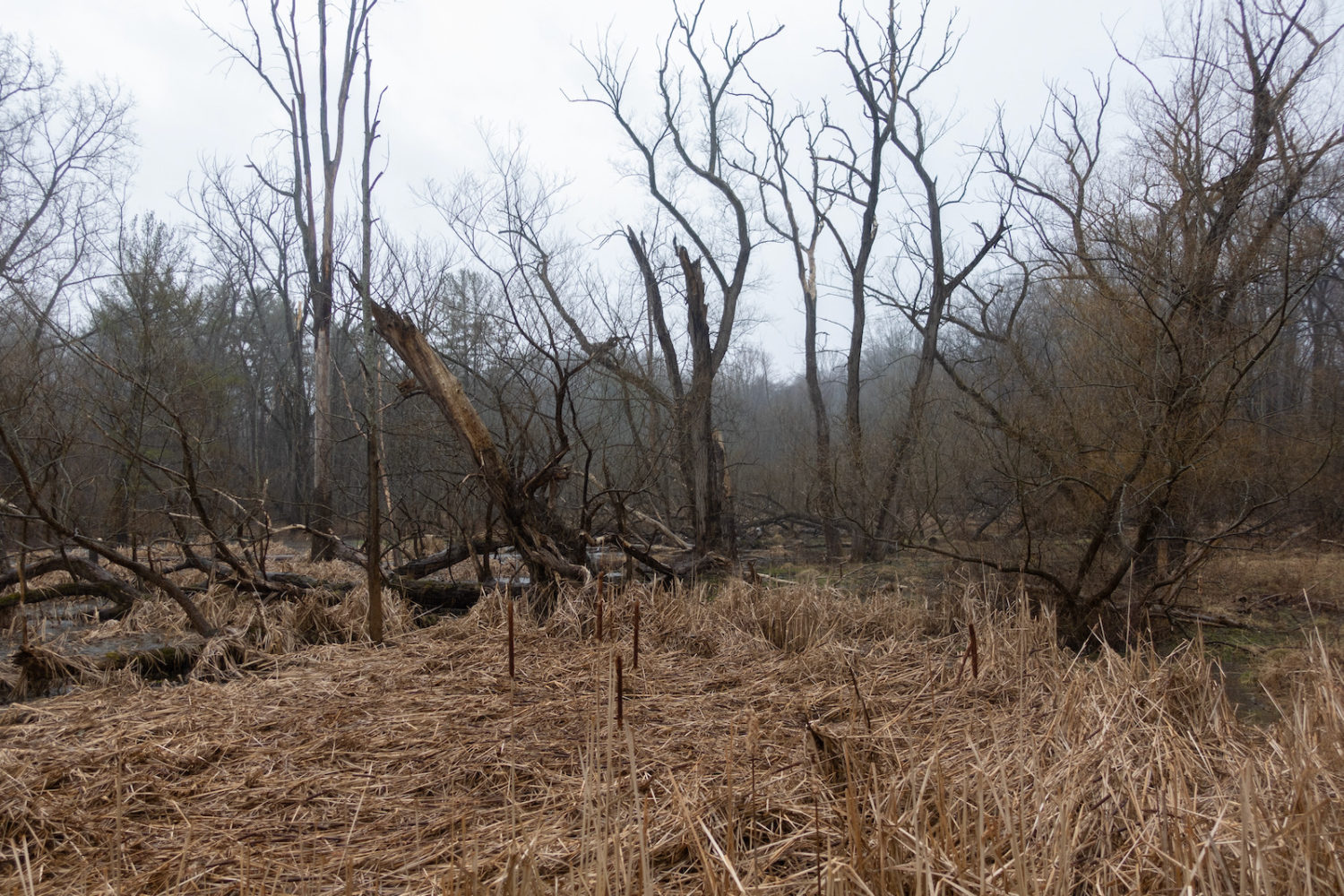 Marsh on Hoffman Road in late March