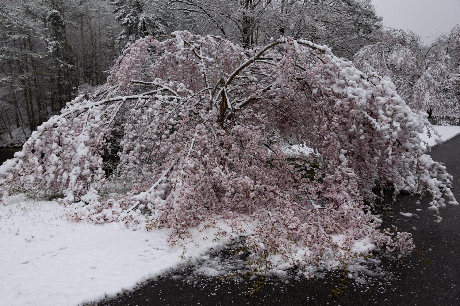 Cherry trees along Log Cabin Road under April 21st snow