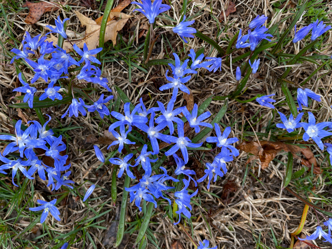 Glory of the Snow flowers on Culver Road. Photo by Peggi Fournier.