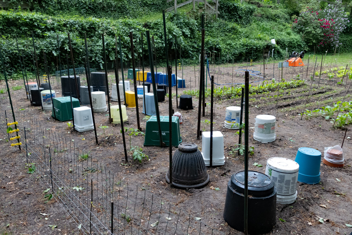 Garden with buckets for cold weather