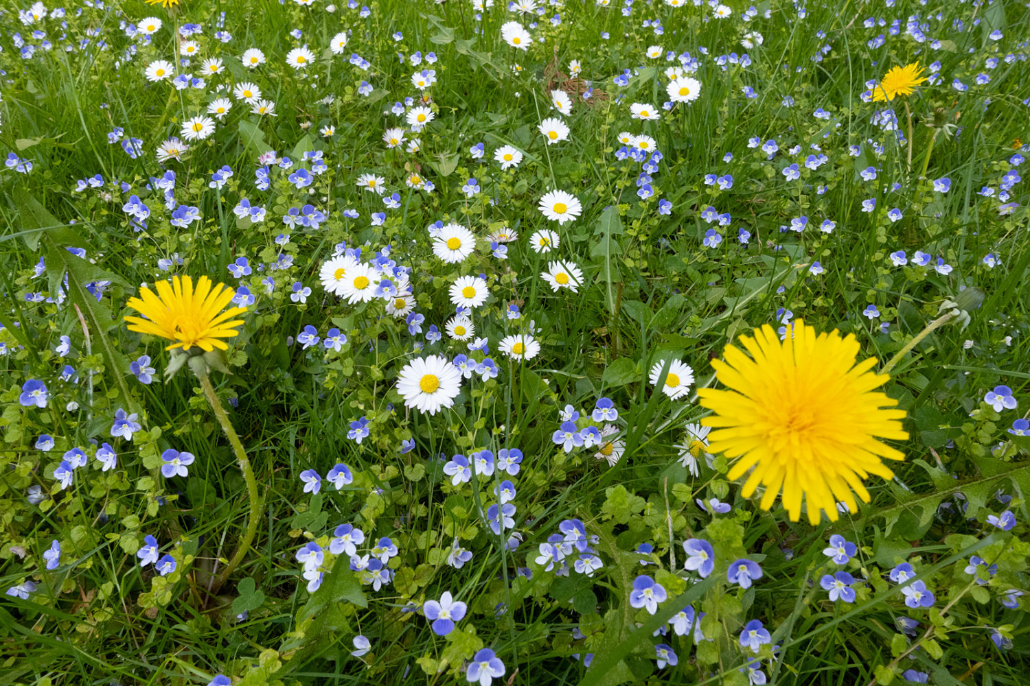 Wildflowers near the Wisner entrance to Durand Eastman