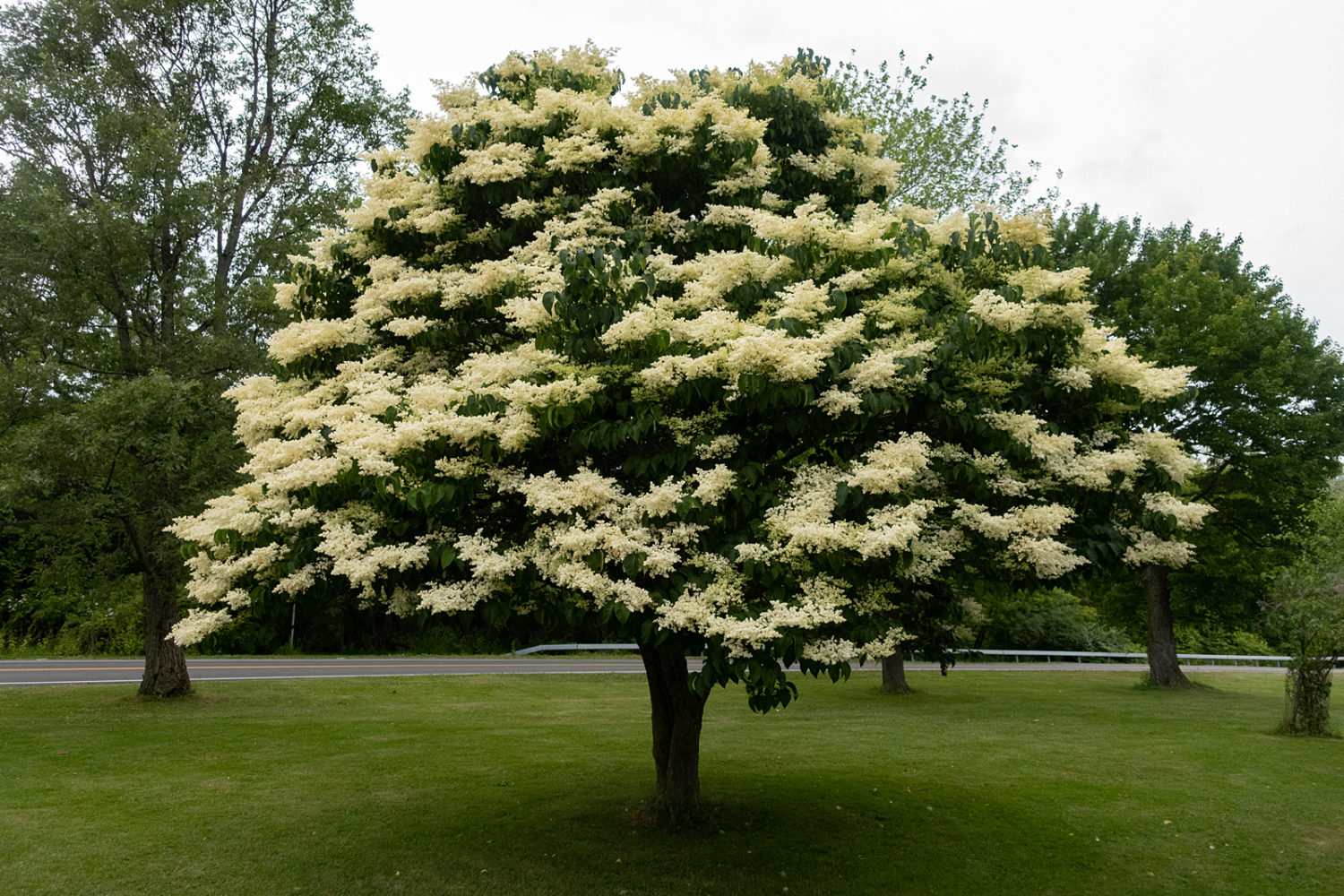 Japanese Lilac in triangle at the corner of Kings Highway and Lakeshore Boulevard