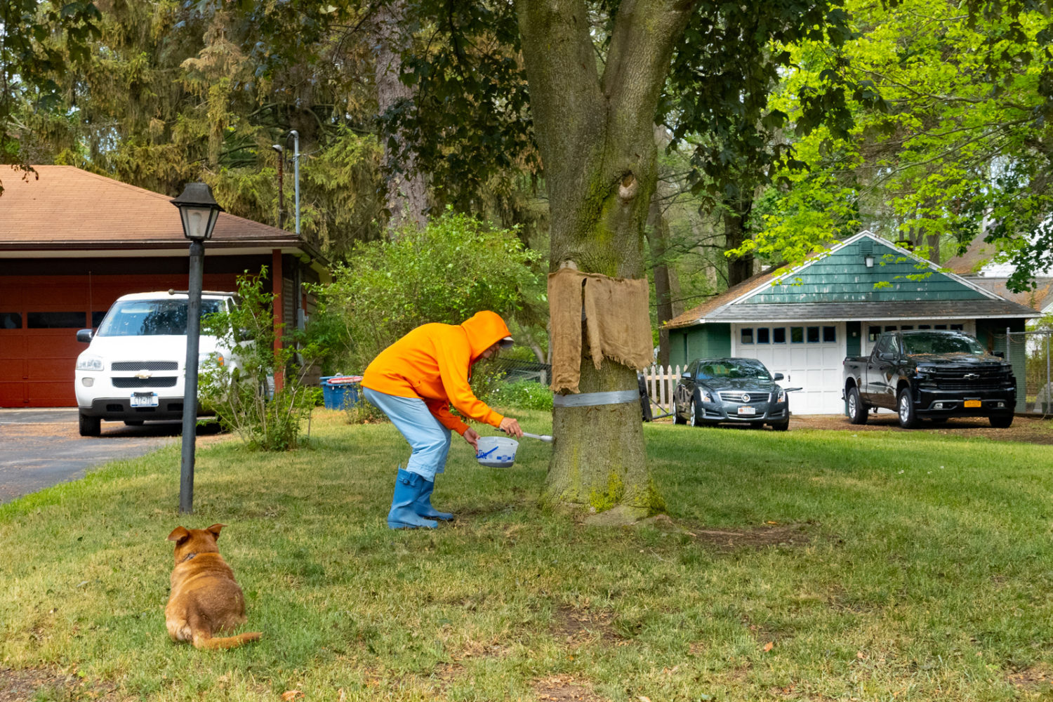 Neighbor picking gypsy moth caterpillars off of her tree