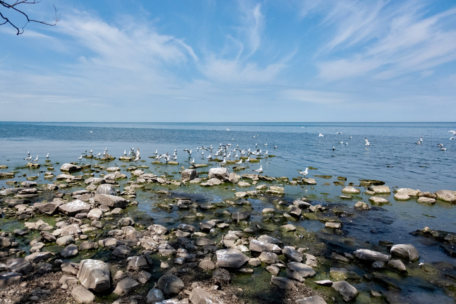 Sea gull along beach at Nine Mile Point