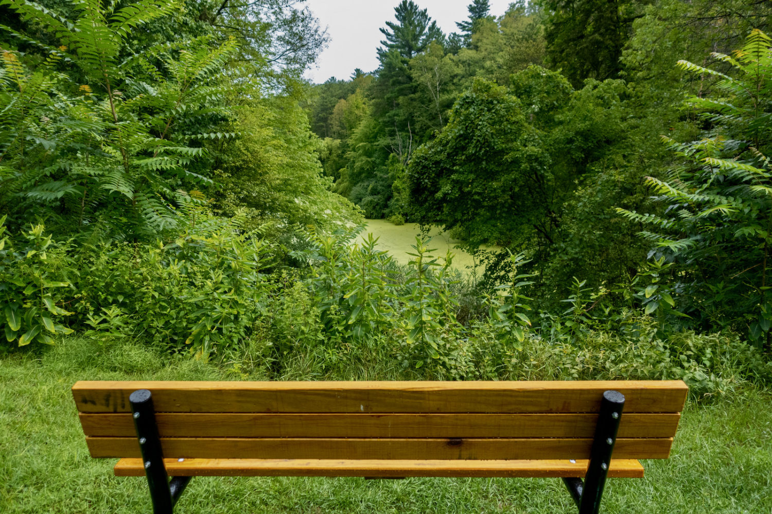 Bench overlooking Trott Lake in Durand Eastman Park